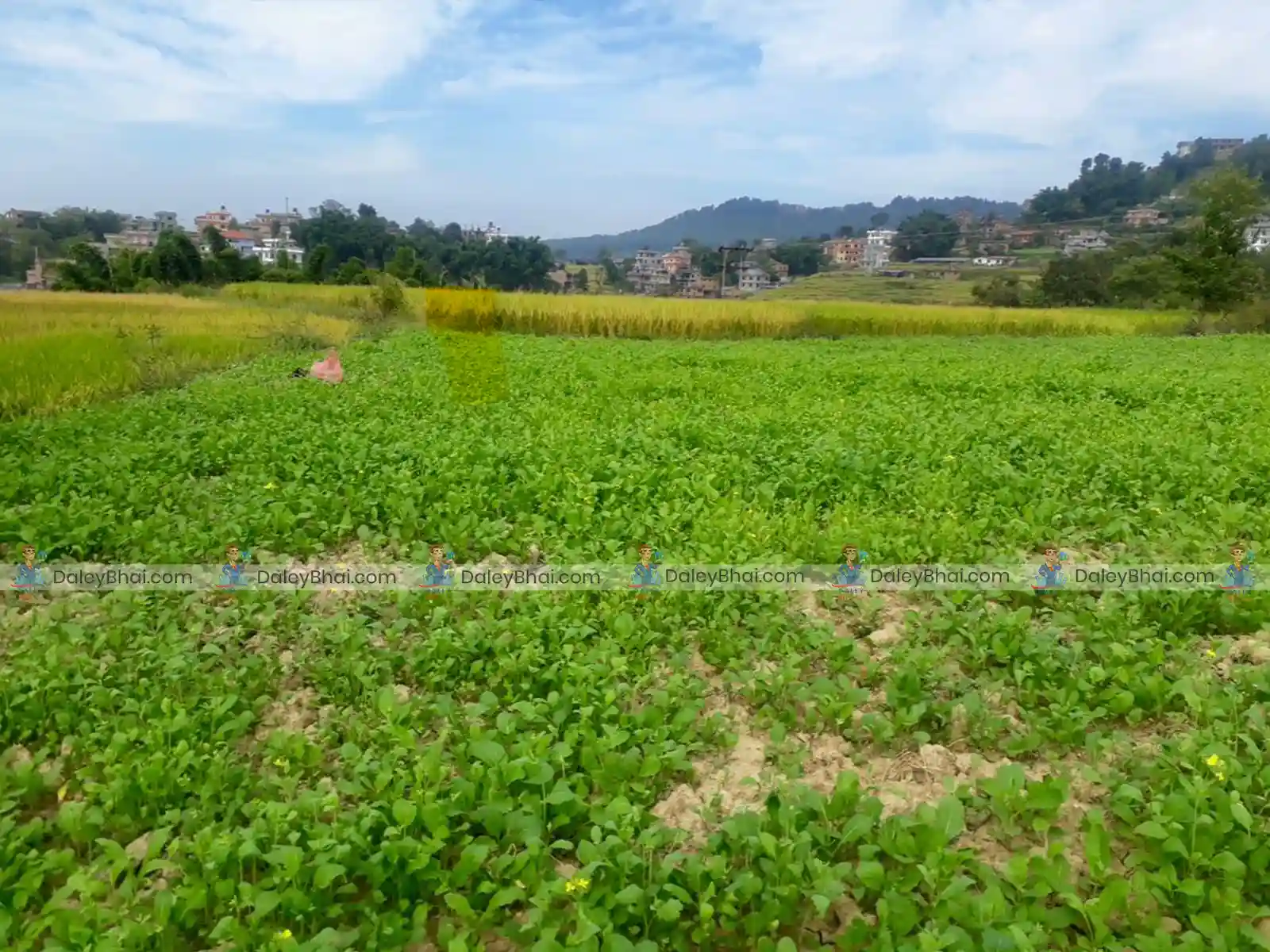 Land